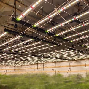 Flexstar 5-Year Warranty Lm301h Evo UV IR LED Grow Light for Indoor Vertical Farming 645W 720W 800W 1000W