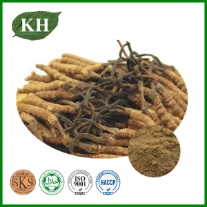 Extrato de Cordyceps 20%, 30% Polissacarídeos por UV