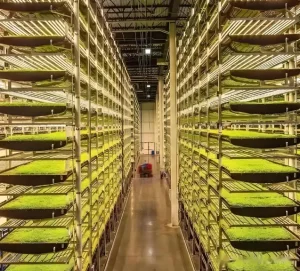 Intelligent Mushroom System