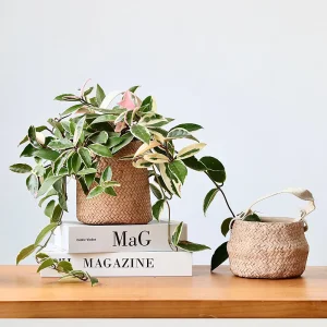 Modern Cement Hanging Planters