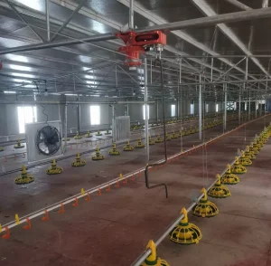 Broiler Chicken Feeding