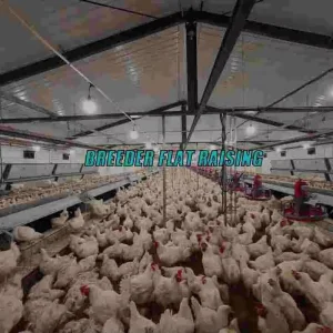 Automatic Chicken Chain Feeding Laying Box Poultry Equipment for Breeder Chicken