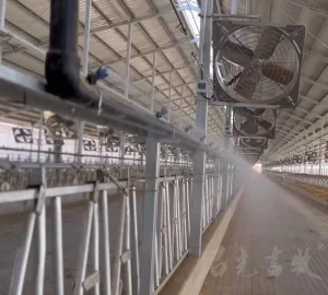 The Sprinkler System Solves The Problem of Reduced Feeding of Cows Due to Heat