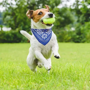 Wholesale Personalized Breakaway Plastic Buckle Pet Cute Bandana Dog Collar and Triangle Scarf Bib for Small Dog