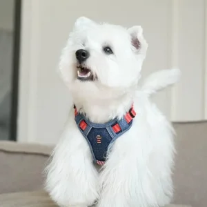 China Specialty Dog Harnesses Procurement