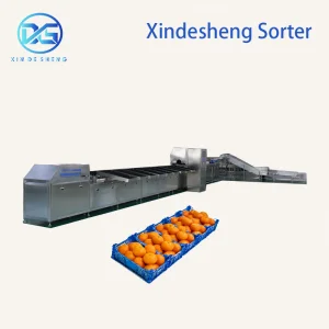 China Supplier Automatic Fruit Sorting Machine with Ai Vision for Apples Citrus