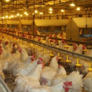 Poultry Chicken Breeder Floor Raising Hen Farm Chain Feeding System Equipment