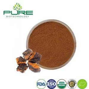 Premium Organic Chaga Mushroom Extract Powder for Wholesale Supply
