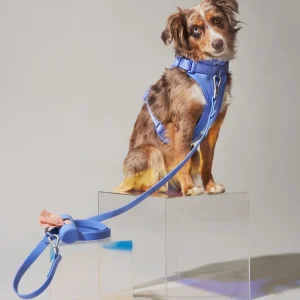 Conjunto de coleira, guia e arnês de luxo à prova d'água para cães e gatos com design personalizado