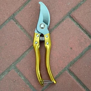 Professional Pruning