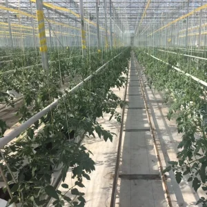 Tomato Hydroponics System with Cocopeat Substrate