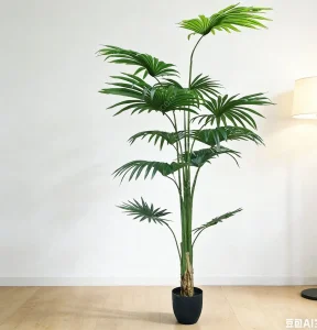 Fan Palm Plants