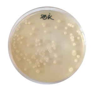 Microecological Bacillus Licheniformis Probiotics