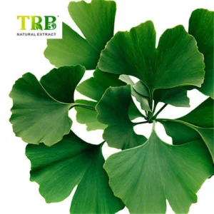 Wholesale Ginkgo Biloba Leaf Extract