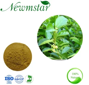 Gymnema Sylvestre Extract