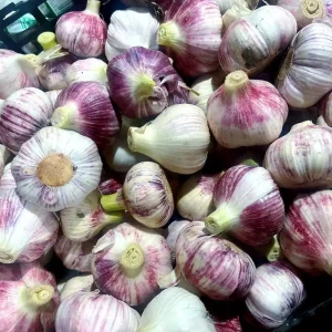 Logistics Garlic