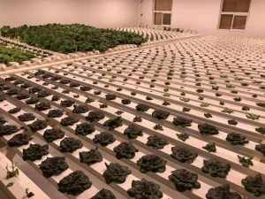 Indoor Vertical Hydroponic