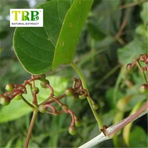 Wholesale Cissus Quadrangularis extract Manufacturers