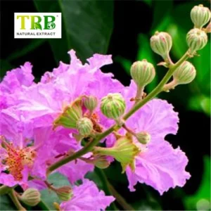 Wholesale Banaba Leaf Extract Corosolic Acid Supplier