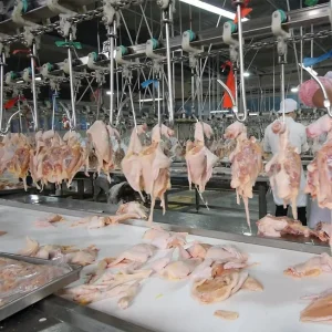 Advanced Poultry Processing Line for Efficient Chicken Slaughter