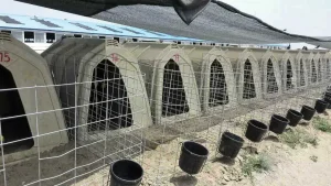 More Strength and Long-Life Usage High Quality Plastic Calf Hutch