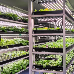 Integrated Container Hydroponics