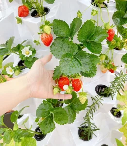 Aquaponics Tower System Garden Hydroponic Tower Gardening Kit