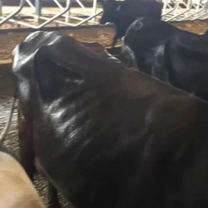 Sistema de Spray de Resfriamento para Estábulos