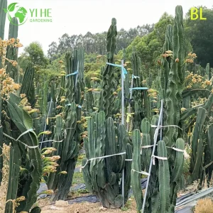 Live Peruvian Apple Cactus