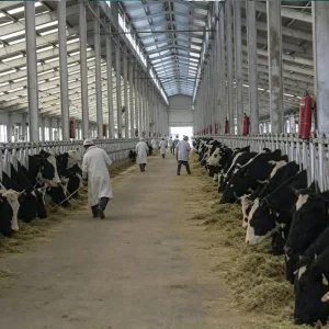 Sistema de Mantenimiento y Sistema de Mantenimiento Sostenible para Edificios de Vacas Prefabricados de Tubo de Acero Galvanizado invernadero