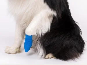 FDA / Ce / ISO Approved Animal Veterinary Pet Outdoor Cohesive Bandage