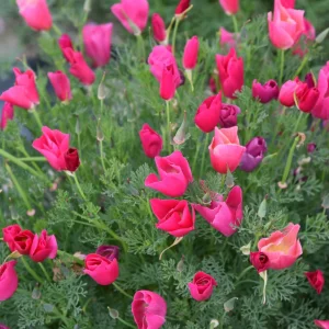 Resy Red Poppy