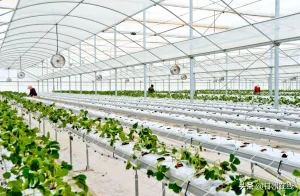 Intelligent Greenhouse