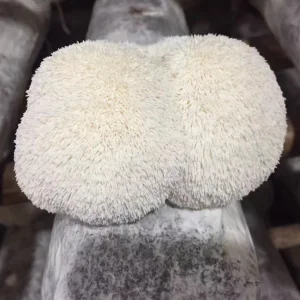 Organic Lions Mane Mushroom Extract