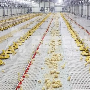 Turnkey Steel Structure Poultry Livestock Housing