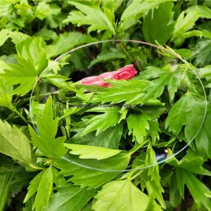 3-12mm Low Iron Ultra Clear Anti-Reflective/Ar Glass for LED Screen/ Light/Aquarium Laminating Safety Ar Luxury Showcase Window Glass