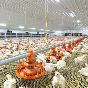 Efficient Chicken House Equipment with Low Labor Requirement Short Construction Time Energy Saving and High Economic Benefits