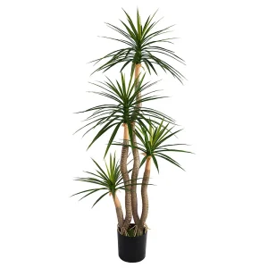 H155cm Dracaena