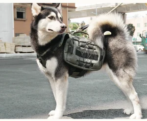 Customized Pet Backpack