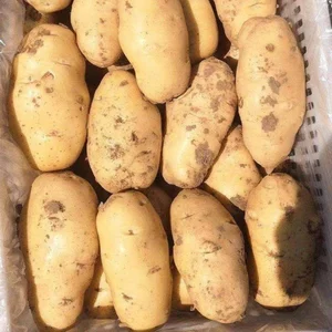 Fresh Potatoes Directly From The Farm