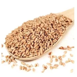 Excellent Quality High Protein Natural Wheat Grains