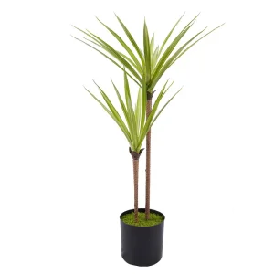 White Green Dracaena