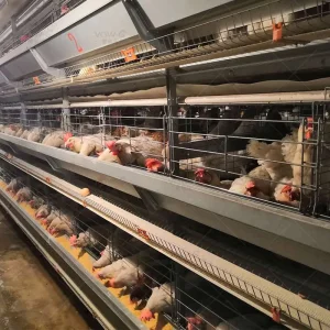 Premium H Frame Chicken Layer Cage with Automatic Feeding System