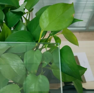 4mm Dark Green Curved Tempered Glass for Building Glass