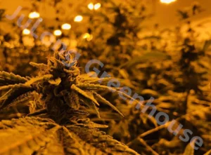 40FT Medical Planting Shipping Herbs Grow Room Container Farm