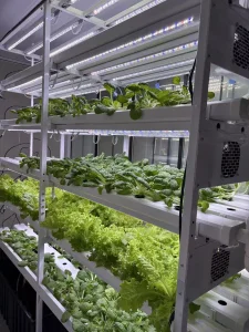 Automatic Farm Algeria