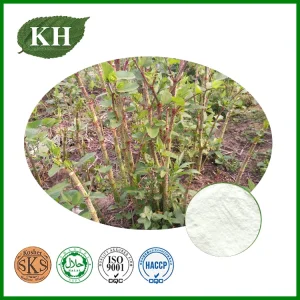 Resveratrol Extract