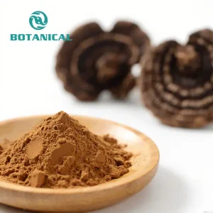 Wholesale Phellinus Linteus Powder