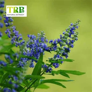 Wholesale Chaste Tree Extract Supplier, Factories