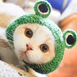 Wholesale Handmade Knit Pet Accessories